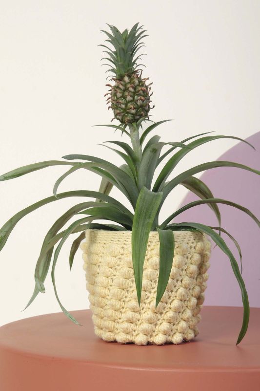 Anleitung Nr. 19427 Pflanzenübertopf "Camelia" aus Ananas+ (Lang Yarns)